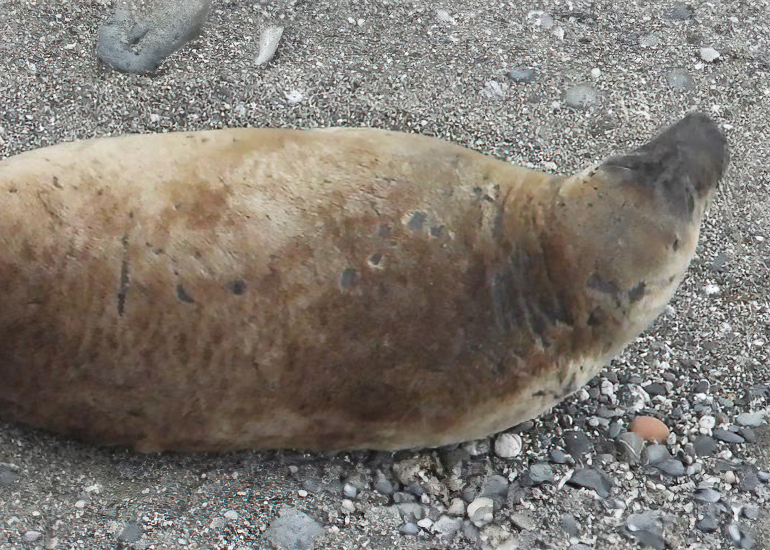Star Anise - Photo credit - Sue Sayer MBE, Kate Hockley and Rhae Walter - Cornwall Seal Group Research Trust Rsearch Trust - 16th February 2023