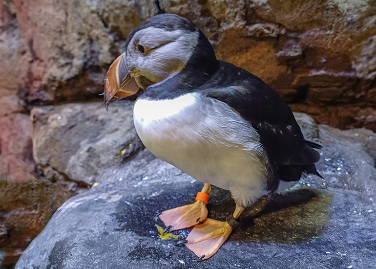 Stephen - Puffin - Photo credit - CSS ACT