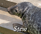 Stew