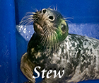 Stew