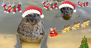 Stockings for the Seals
