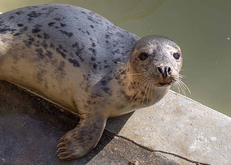 Strawberry Shortcake, rescued seal pup