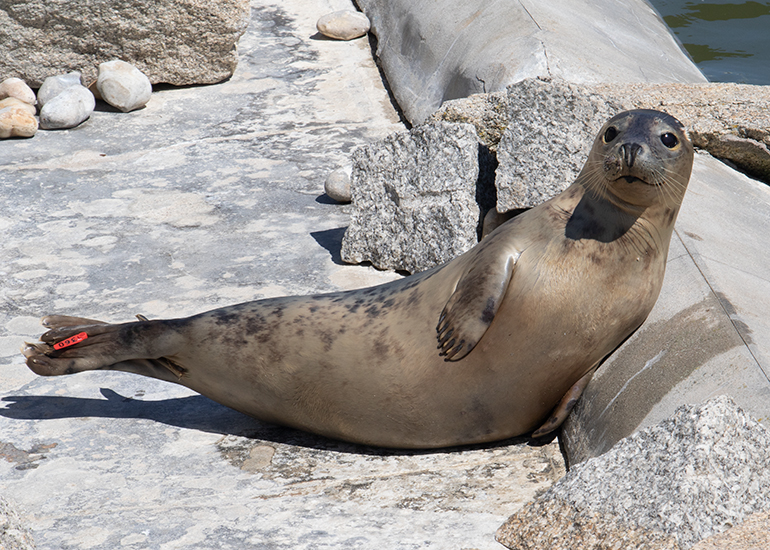 Strawberry Shortcake, rescued seal pup