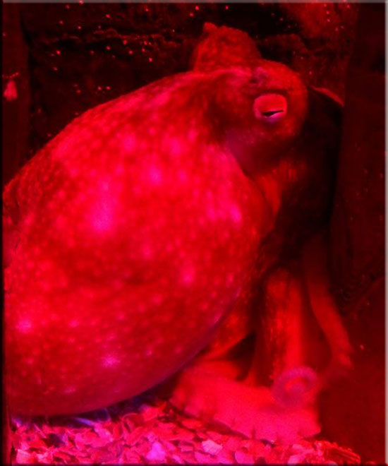 Octopus