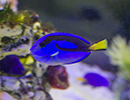 Scottish Sea Life Sanctuary