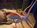 Scottish Sea Life Sanctuary