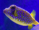 Scottish Sea Life Sanctuary