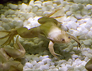 Scottish Sea Life Sanctuary