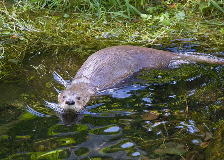 Otters