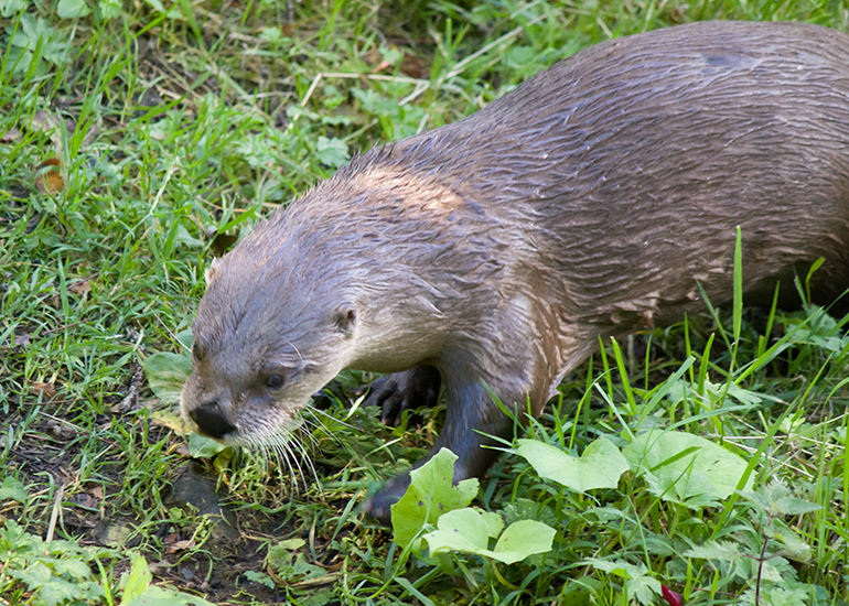 Otters