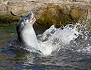 Resident Seals