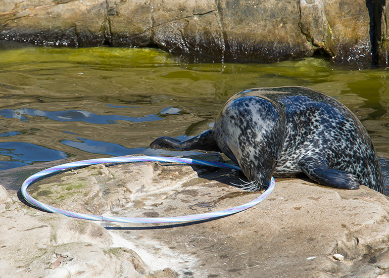 Seals