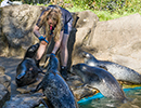 Resident Seals