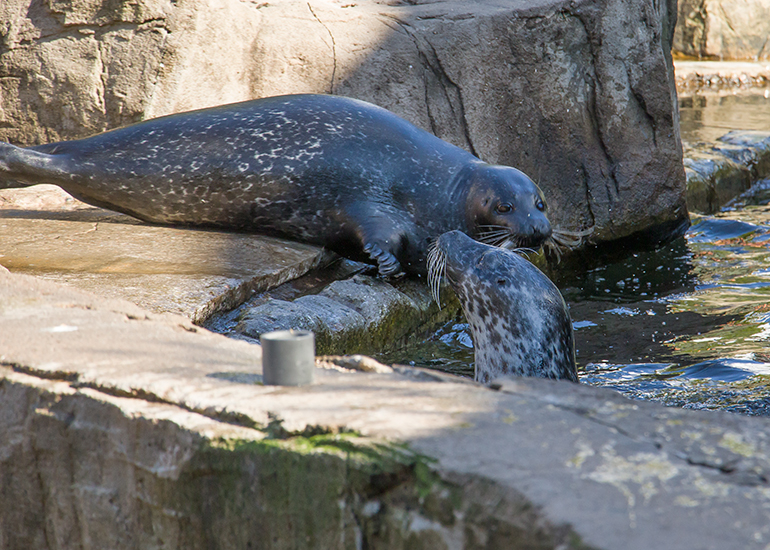 Seals