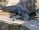 Resident Seals