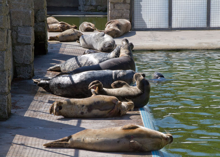 Resident Seals and Pups sunbathing in the convalescence pool