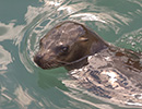 Sunny, Sea Lion - photo taken on 12th April 2014