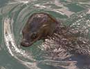 Sunny, Sea Lion - photo taken on 12th April 2014