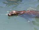 Sunny, Sea Lion - photo taken on 12th April 2014