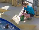 Sunny, Sea Lion - photo taken on 12th April 2014
