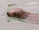 Sunny, Sea Lion - photo taken on 12th April 2014