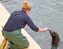Sunny, Sea Lion - photo taken on 12th April 2014