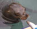 Sunny, Sea Lion - photo taken on 12th April 2014