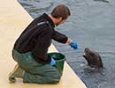 Sunny, Sea Lion - photo taken on 12th April 2014