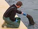 Sunny, Sea Lion - photo taken on 12th April 2014