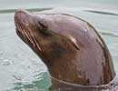 Sunny, Sea Lion - photo taken on 12th April 2014