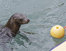 Sunny, Sea Lion - photo taken on 12th April 2014
