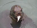 Sunny, Sea Lion - photo taken on 12th April 2014
