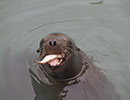 Sunny, Sea Lion - photo taken on 12th April 2014