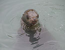 Sunny, Sea Lion - photo taken on 12th April 2014