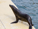 Sunny, Sea Lion - photo taken on 28th May 2014