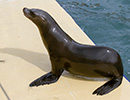Sunny, Sea Lion - photo taken on 28th May 2014