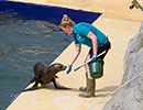 Sunny, Sea Lion - photo taken on 28th May 2014