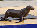 Sunny, Sea Lion - photo taken on 28th May 2014