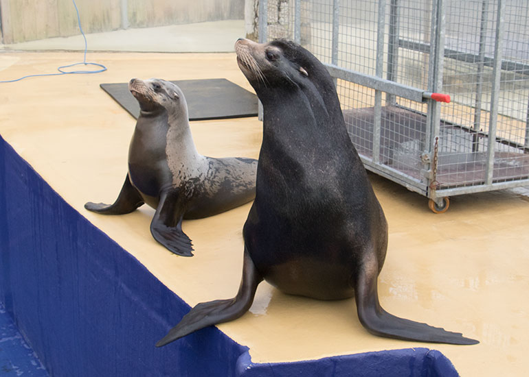 Sunny and Andre - Resident Californian Sea Lions