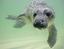 Superman, a rescued grey seal pup from the 2014/15 season