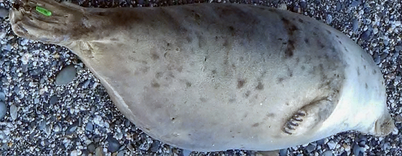 Taco - Photo Credit - Sue Sayer MBE - Cornwall Seal Group Research Trust