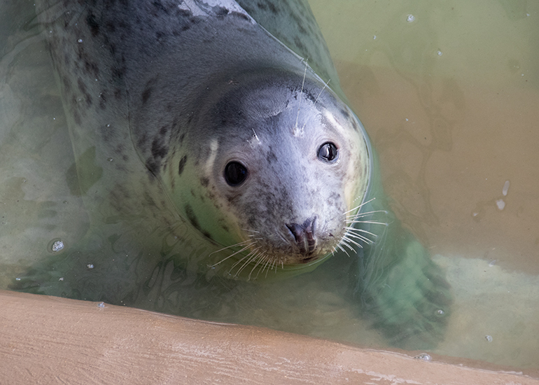 Taffy - Photo taken on 4th December 2020