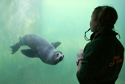 Curator Tamara Cooper celebrates 16 years of seal rescue