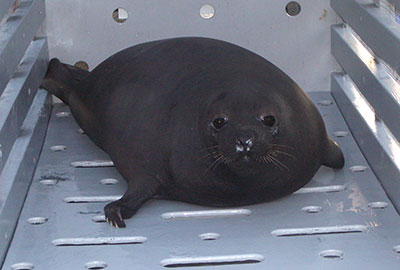 Curator Tamara Cooper celebrates 16 years of seal rescue