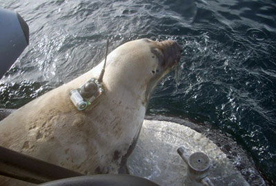 Curator Tamara Cooper celebrates 16 years of seal rescue