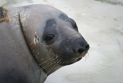 Curator Tamara Cooper celebrates 16 years of seal rescue