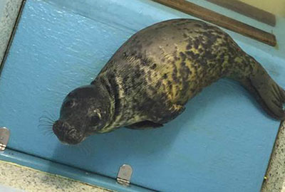 Tarot in the seal hospital