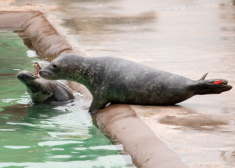 Terminator, rescued seal pup