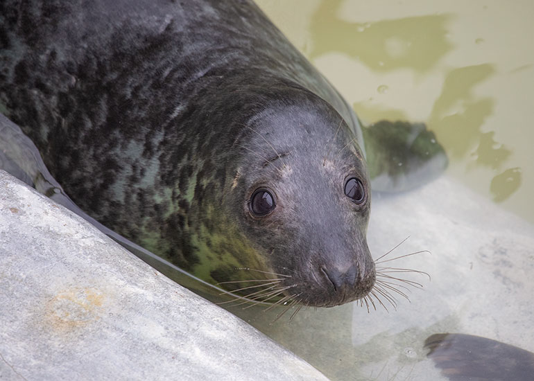 The Shining, rescued seal pup