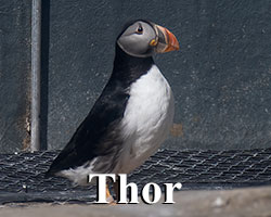 Thor - White ID tag